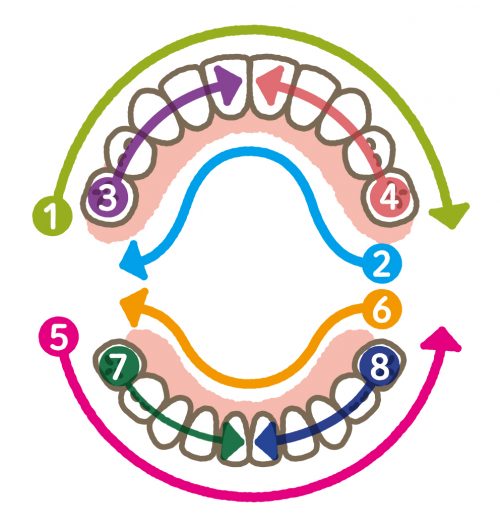 Illustration of the order in which teeth are brushed